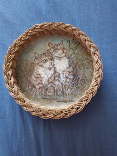 Vintage maine coon kittens - coon,