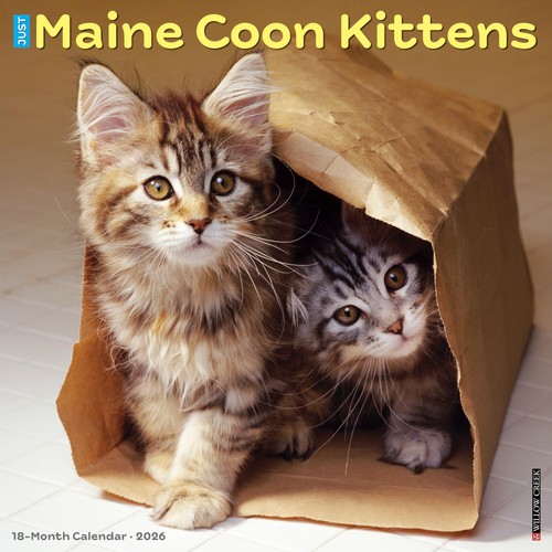 Maine coon kittens 2026 wall - coon,