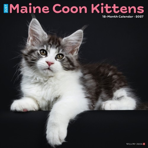 Maine coon kittens 2027 wall - maine,