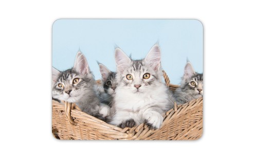 Cute maine coon kittens mouse - cute,