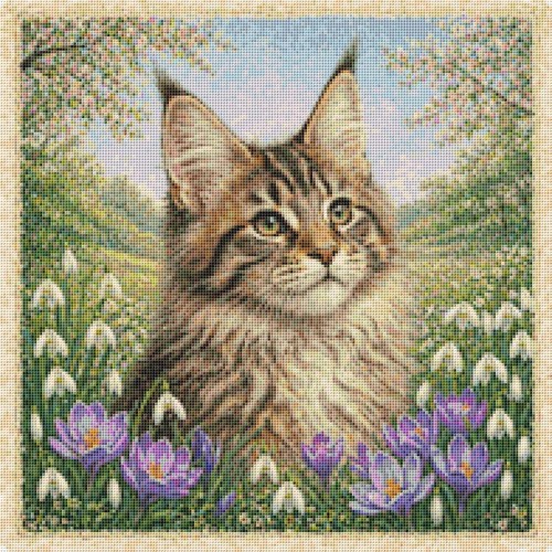 Maine coon kitten cat - maine,