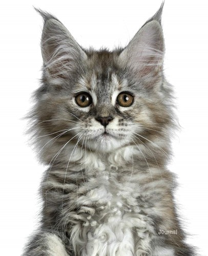 Journal grey maine coon - grey,