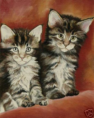 Maine coon kittens - maine, cat