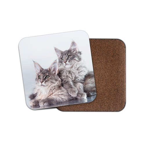Cute maine coon kitten cat - coon,