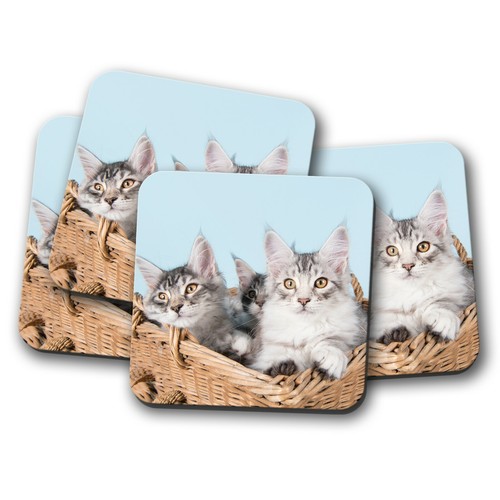 Set cute maine - maine, coon
