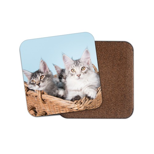 Cute maine coon - maine, kittens