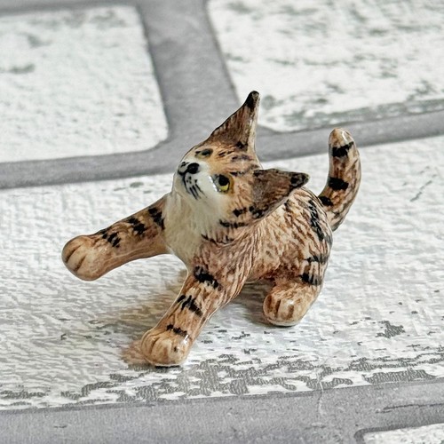 Maine coon kitten - maine,