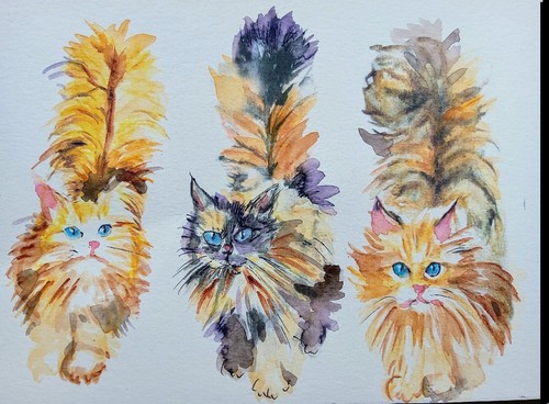 Ginger maine coon tabby calico - ginger,
