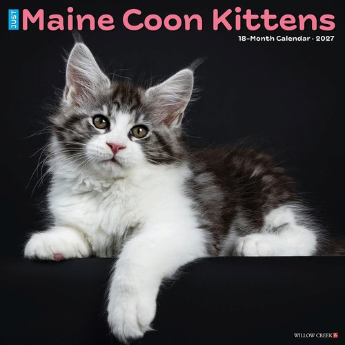 Just maine coon kittens - maine,