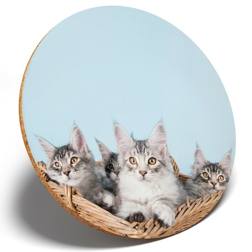 Cute maine coon kittens - maine,