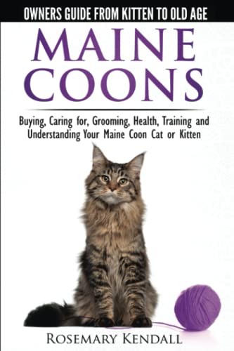 Maine coon cats the - cats,