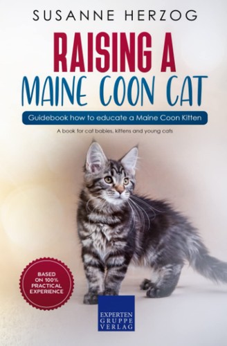 Raising maine coon cat - raising,