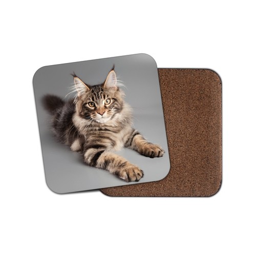 Beautiful maine coon cat - beautiful,
