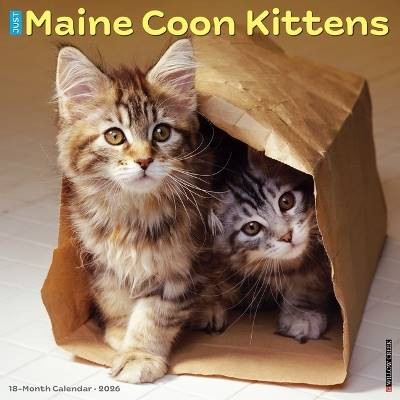 Maine coon kittens 2026 wall - kittens,